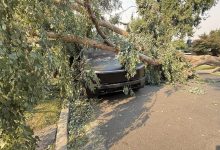 Cybertruck da Tesla sobrevive a impacto de árvore, mas reparo preocupa