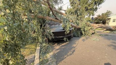 Cybertruck da Tesla sobrevive a impacto de árvore, mas reparo preocupa