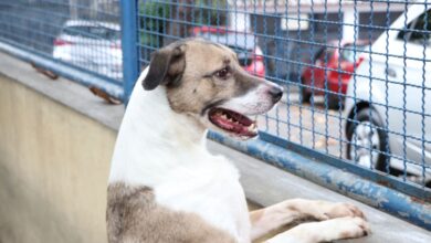 Carne de cachorro na merenda escolar de Apodi-RN? Cuidado com a Fake News!