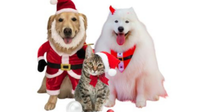 2ª edição do Natal dos Pets acontece no próximo sábado (Imagem: Divulgação / Natal dos Pets)