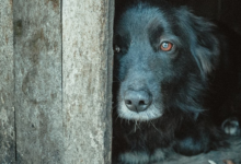 Como proteger seus Pets contra os estampidos dos fogos de artifício? (Foto: Agência Senado)