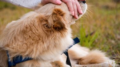 Funcionário de clínica veterinária tem justa causa confirmada por agredir animais