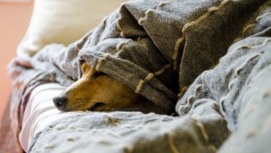 Cuidados com pets no Inverno Veterinário dá dicas para proteger cães e gatos