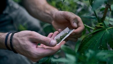 Decisão do STF anulará condenações e processos por porte de maconha, alerta jurista