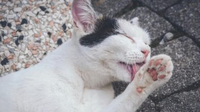 Pets que costumam lamber muito a pele podem estar com algum problema de saúde