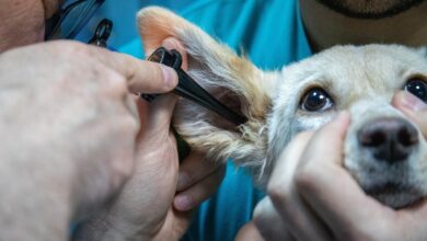 Primeiro Hospital Público Veterinário de Natal será inaugurado em setembro