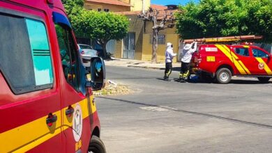 Homem e cao morrem apos ataque de abelhas italianas em Mossoro