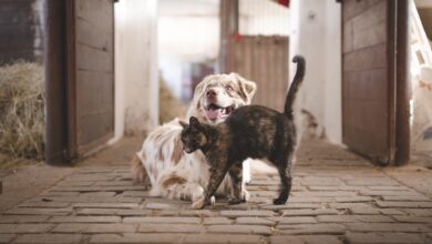 cachorro e gato