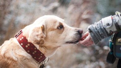 Humanos e cães