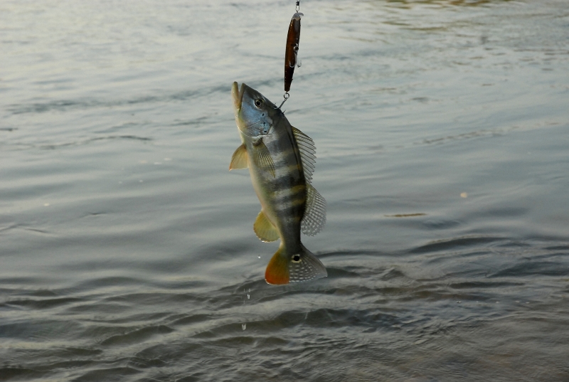 Pesca-Esportiva-Peixe-Arquipelago-do-Tropeço_Arquivo-ADTUR