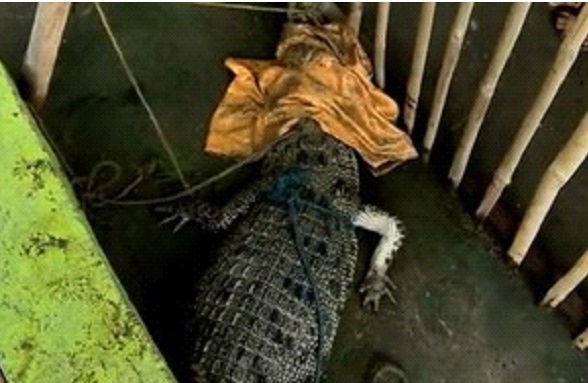 Imagem do crocodilo capturado. Foto: Divulgação