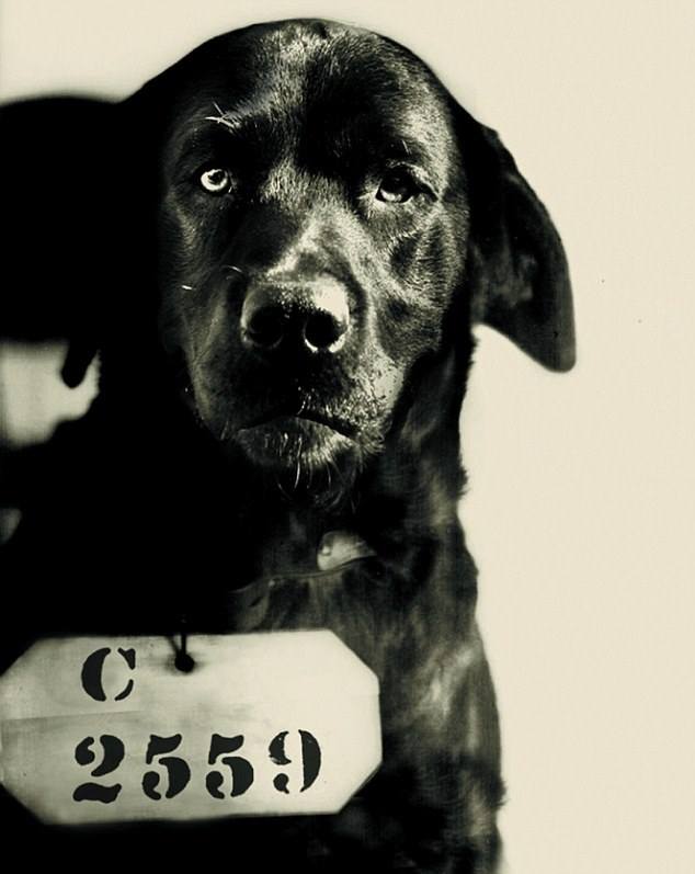 Cão condenado. Foto: Divulgação 