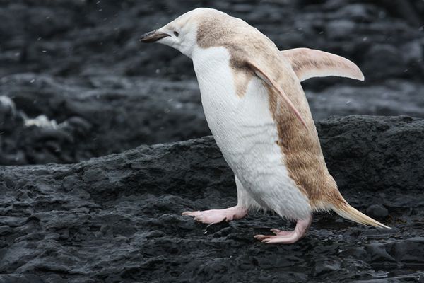 Pinguim loiro. Foto: National Geographic 
