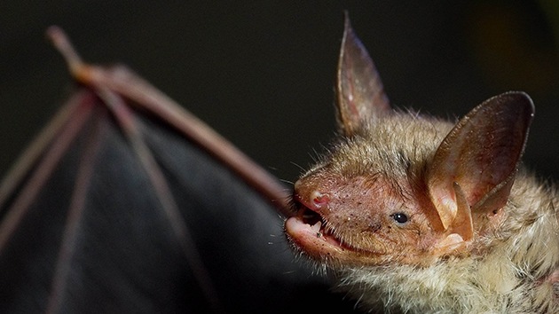 Semelhante entre 51% e 56% ao vírus Ebola, um novo vírus está matando a população de morcegos na Europa desde 2002 e cientistas da Espanha revelam que o agente infeccioso se originou nas cavernas do país ibérico. (Foto: AFP/Patrick Pleul)