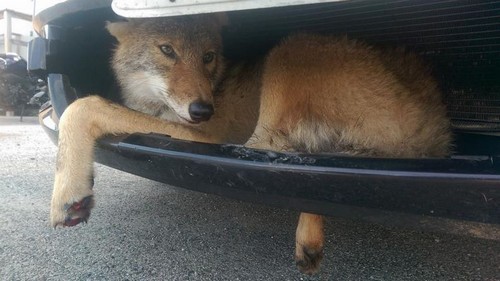 Foto: Reprodução/Facebook/Flint Creek Wildlife Rehabilitation