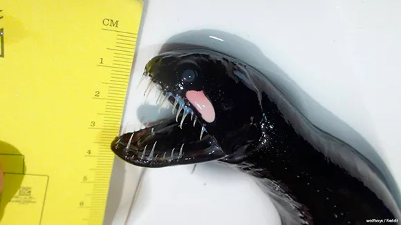 As fêmeas da espécie possuem barbilhão e dentes e podem chegar até 40 centímetros, enquanto os machos não possuem barbilhão, os dentes são escassos e só chegam a 5 centímetros. Foto: Divulgação