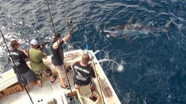 Thomaso disse que o tubarão estava a cerca de 1 metro do barco (Foto: Reprodução/Twitter/SharkNewsToday ) 