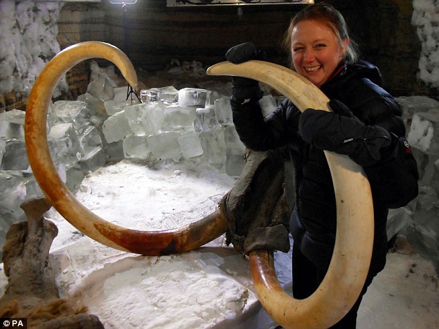 Os cientistas pretendem trazer os mamutes de volta após encontrar um corpo preservado na Sibéria. Foto: Reprodução/Daily Mail