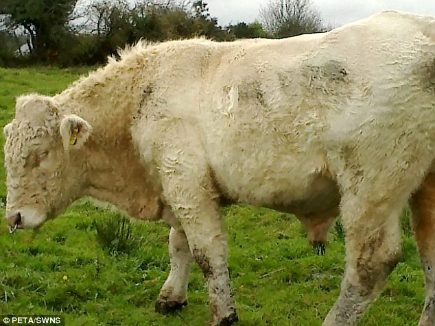 Benjy (foto), o touro gay no Condado de Mayo, em Dublin, agora vai viver o resto de sua vida em paz após a ajuda de Simon. Foto: Reprodução/Daily Mail
