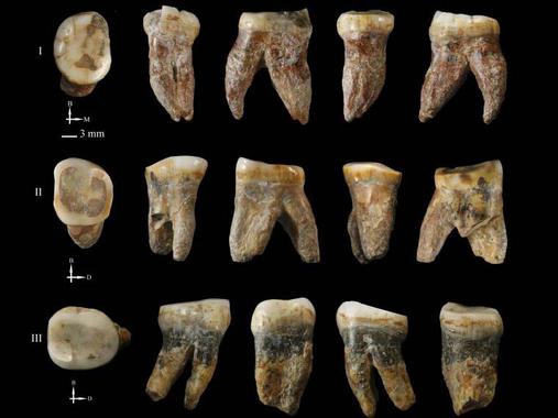 O estudo foi baseado na mandíbula infantil e vários dentes isolados encontrados em Xujiayao