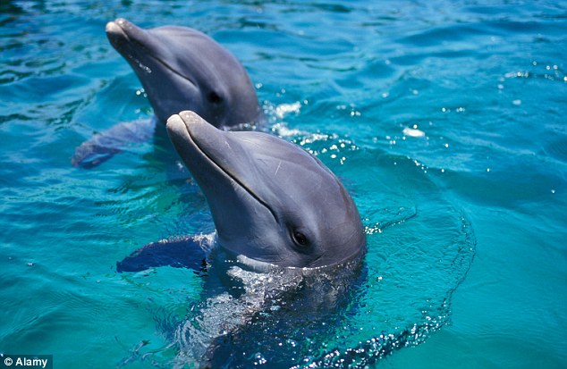 Os golfinhos-roazes usam o som para encontrar comida e navegar, bem como comunicar uns com os outros. Roazes podem aprender novos sons e podem rapidamente imitar sons que ouvem. Foto: Reprodução/Daily Mail