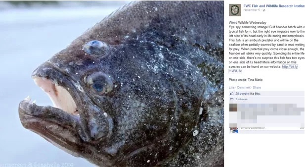 O peixe chamou atenção por sua característica peculiar. Foto: Reprodução/Facebook/Florida Fish and Wildlife Conservation Commission