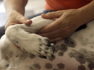 pets-animal-massage_fran-1