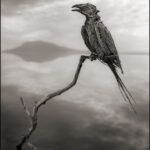 animais-pedra-nick-brandt-2