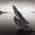 animais-pedra-nick-brandt-4