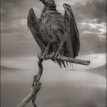 animais-pedra-nick-brandt-6