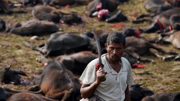 Quase 250 mil animais foram decapitados ou degolados na edição anterior do festival, em 2009. (Foto: Observador.pt)
