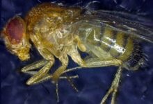 Mosca1