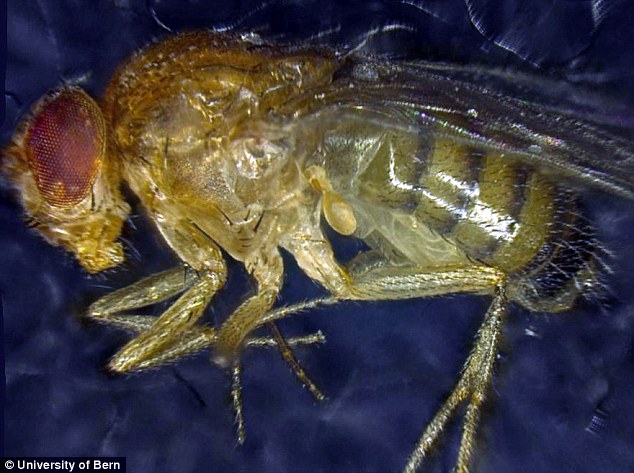 Os cientistas descobriram que um gene chamado Ahuízotl, ou 'azot' age como uma espécie de controle de qualidade celular, ajudando a eliminar as células doentes ou com defeito. As moscas de fruta, receberam uma cópia extra do gene este que tem como alvo as células doentes. Durante os testes as moscas viveram vidas de 60% mais longos.