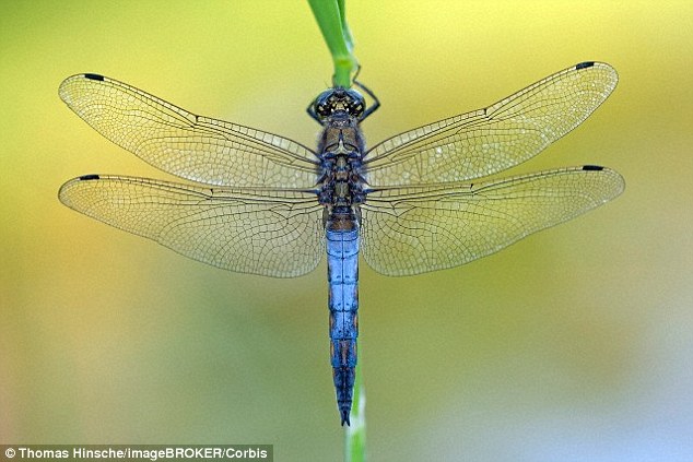 Embora seja impossível para os cientistas ver o mundo através dos olhos de uma libélula, os pesquisadores acreditam que os insetos são, provavelmente, capazes de ver mais cores do que os humanos.