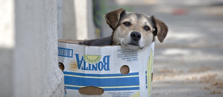 cachorro de rua