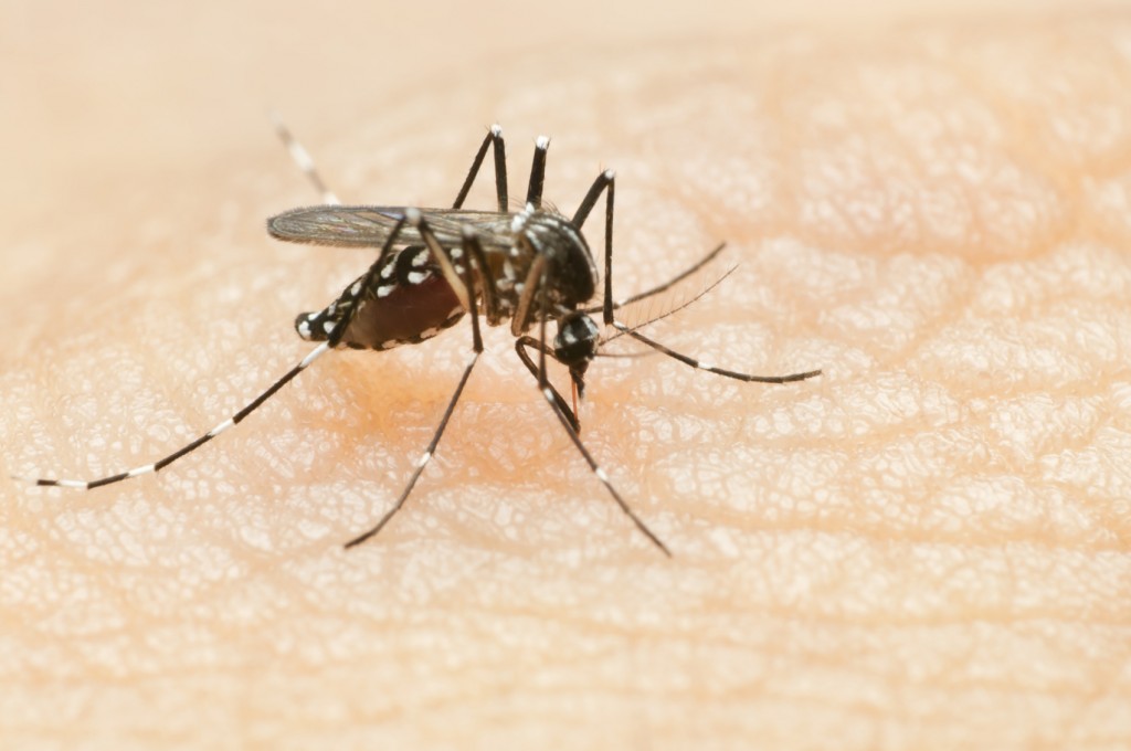 Dengue