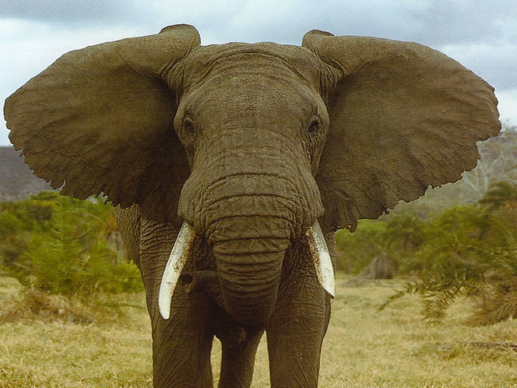 Elefante-africano