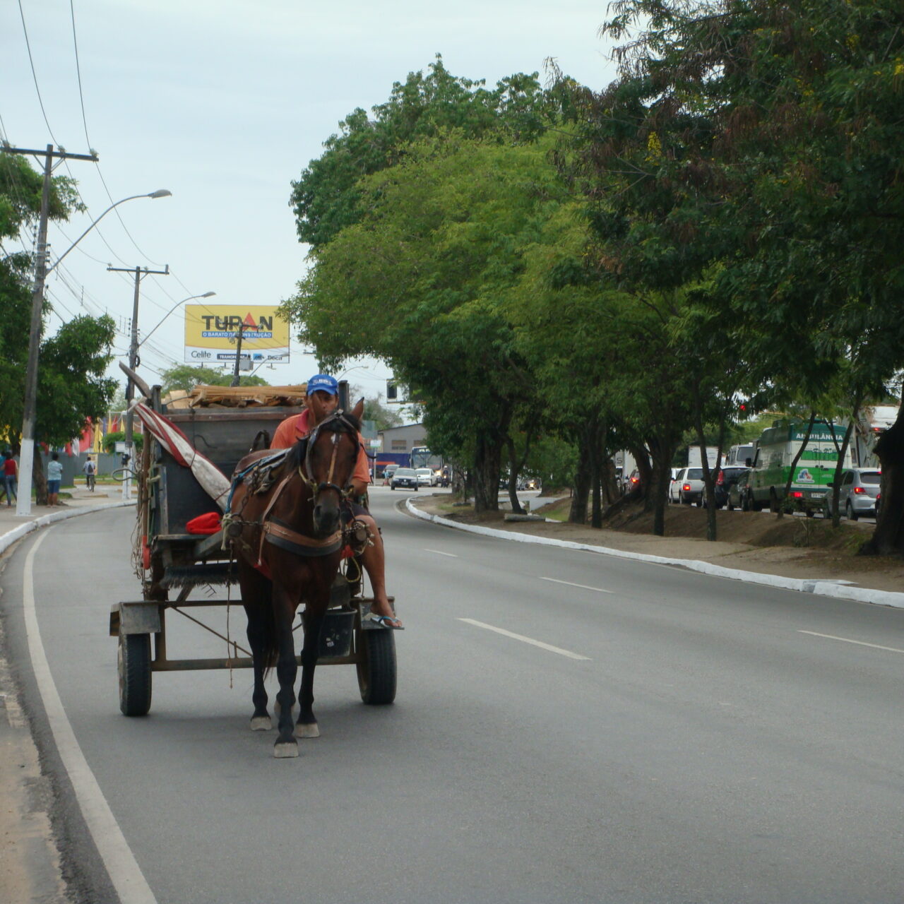 Tração-Animal-Normas-e-Vias