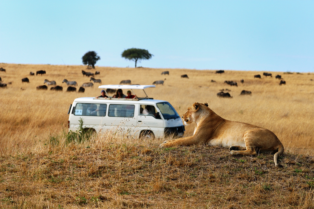 safari-africa-sul-animals-blog-pedro-steinmann-viagem-dicas-dicaspedrost-the-best-destinos-sonhos-top-resort-lions-jeep-wish-list