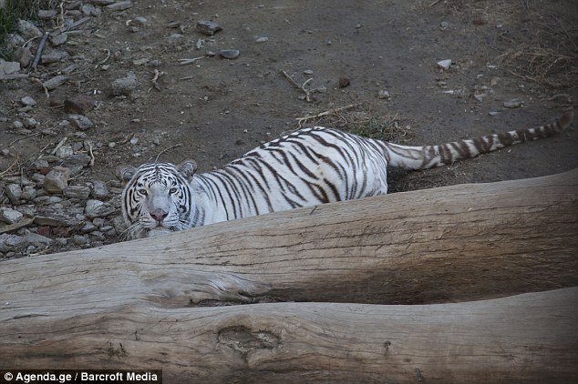 tigre-branco