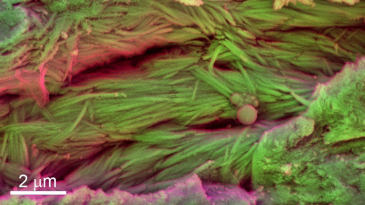 Uma equipe de cientistas do Imperial College London descobriu células do sangue e proteína fibrosa em fósseis de dinossauros que datam de 75 milhões de anos (Imagem: Sergio Bertazzo/Imperial College London)