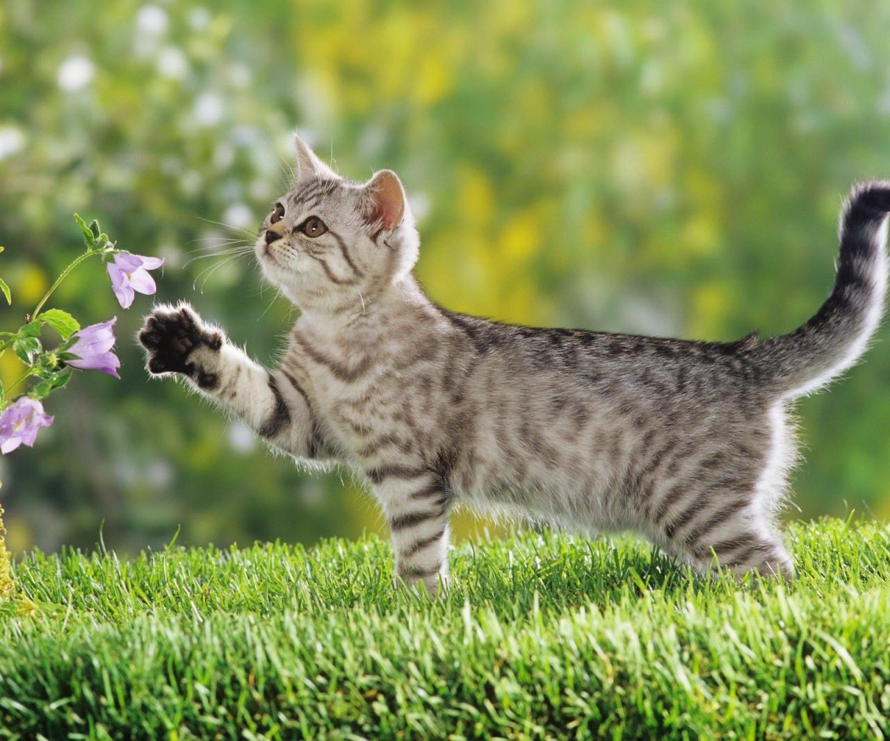 filhote-de-british-shorthair