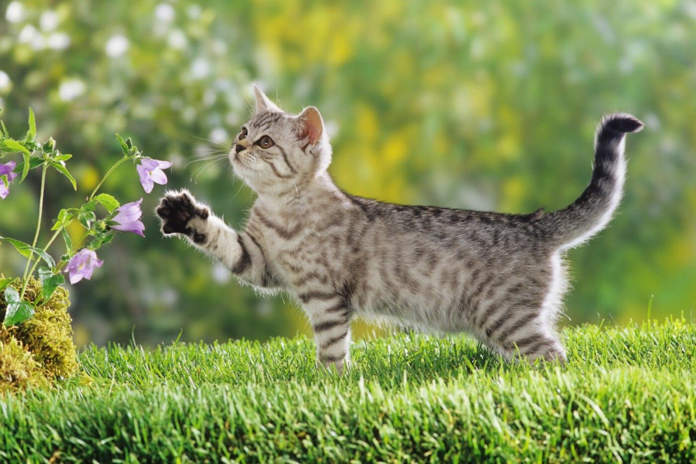 filhote-de-british-shorthair