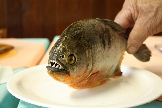 piranhas-piranha-peixe-carnivoro