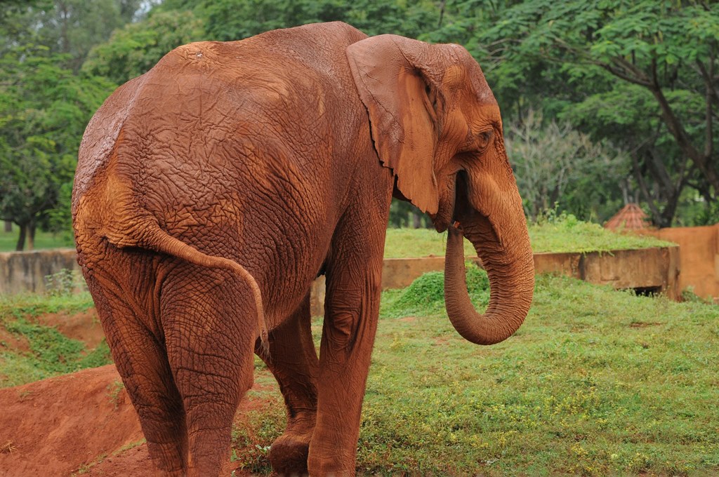 AB_Animais-apreendidos-do-Le-Cirque-no-Zoo-de-Brasilia_1102042015