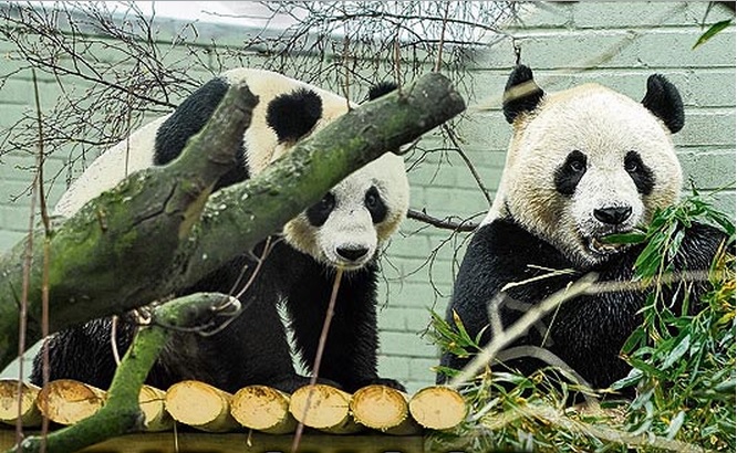 pandas