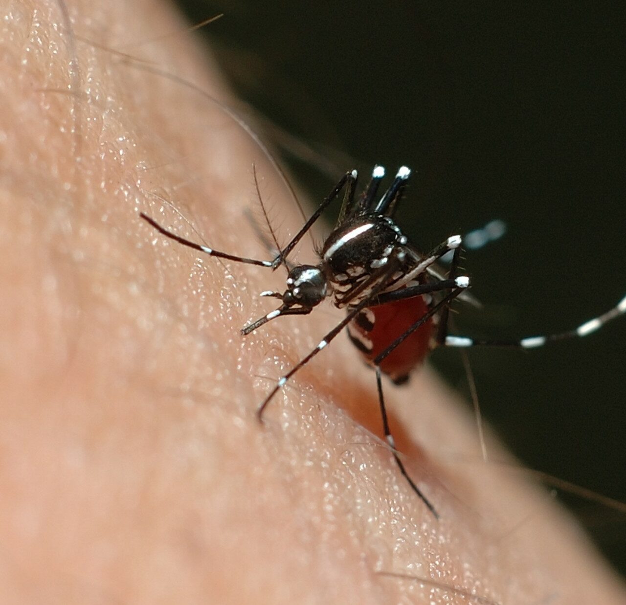 mosquito_dengue