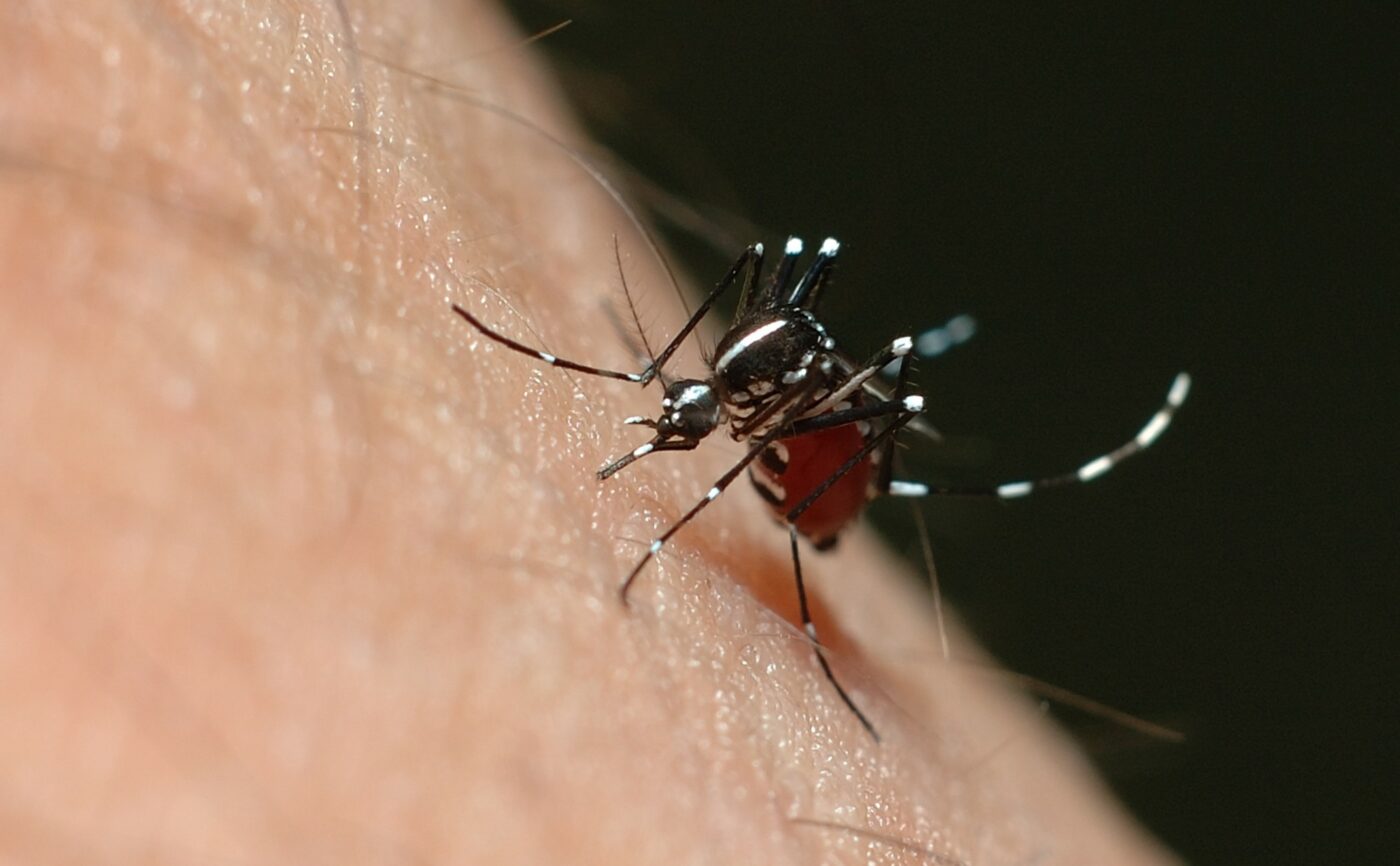 mosquito_dengue