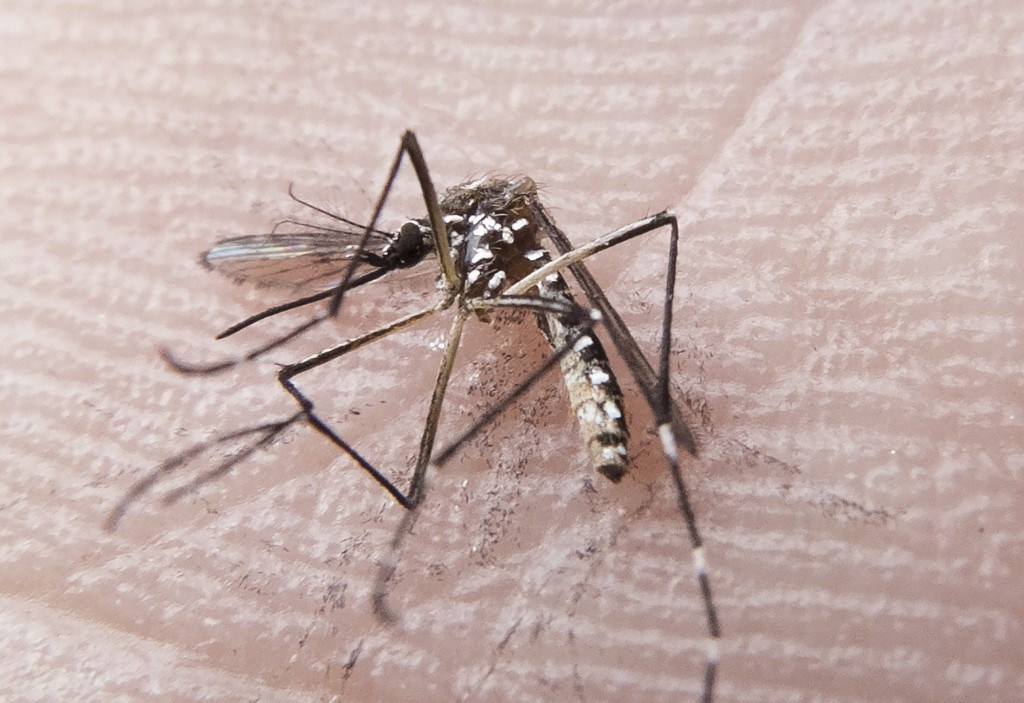 rn_dengue_fp00760