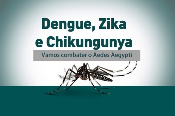 Aedes aegypti 1